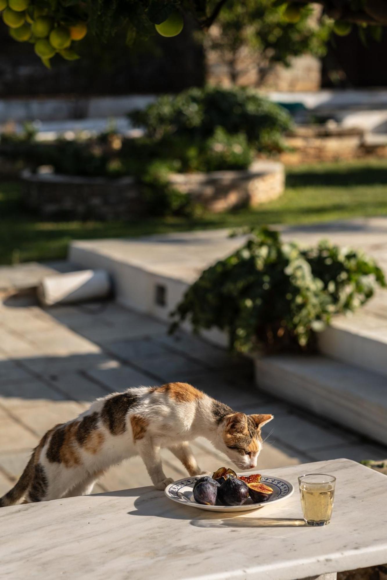Romano Garden House - Land Tales Agios Romanos Экстерьер фото